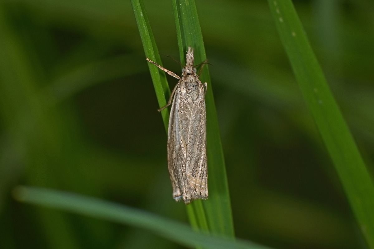 Crambidae N 3 - Crambus lathoniellus